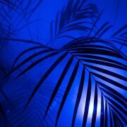 palme_diffus_kunst